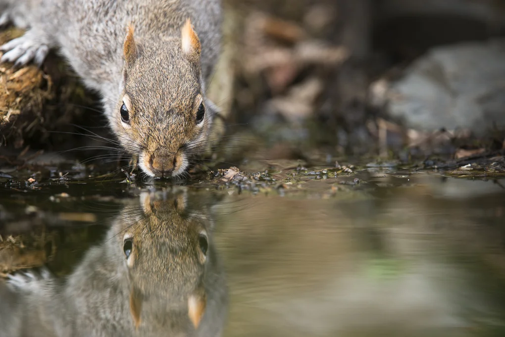 Grey squirrel-2.jpg