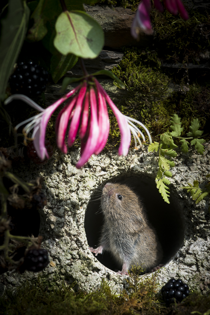 Bank vole.jpg