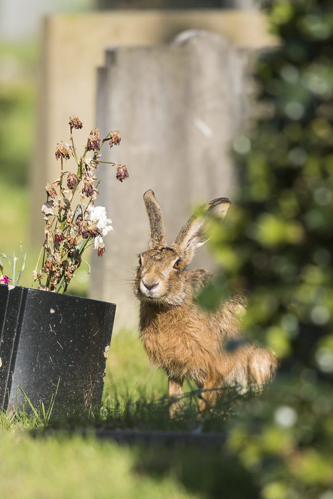 Brown hare.jpg