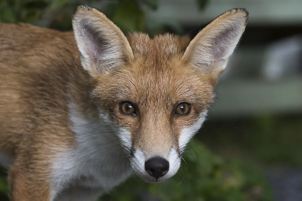 Red fox.jpg