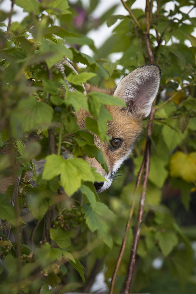 Red fox-2.jpg