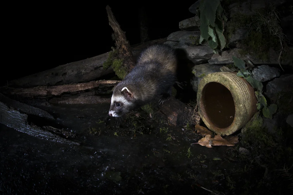 Polecat.jpg
