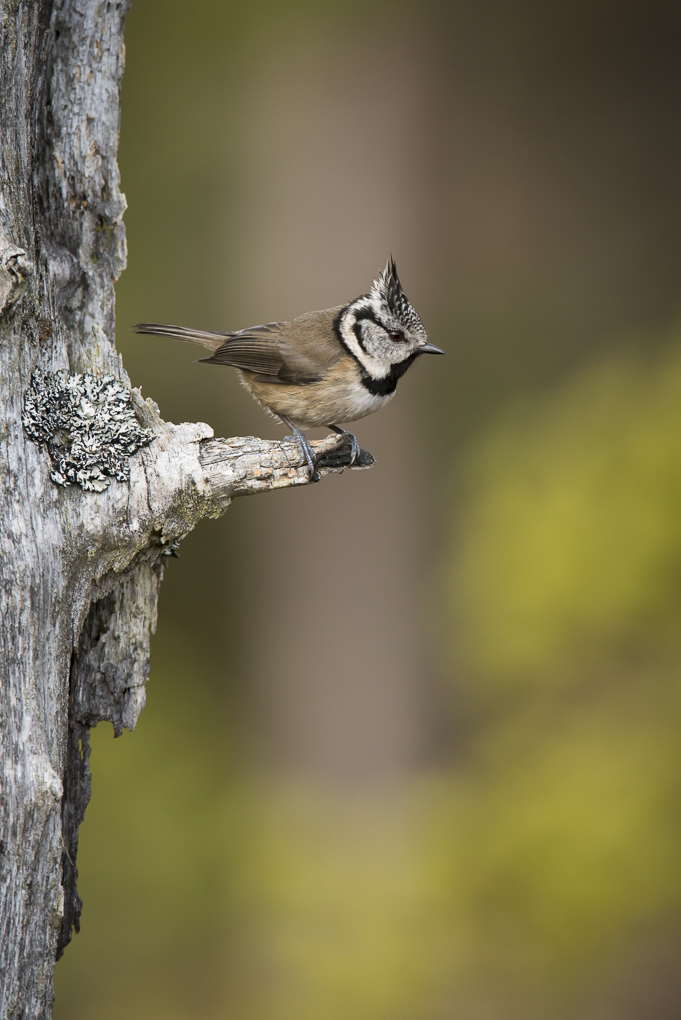 Crested tit.jpg