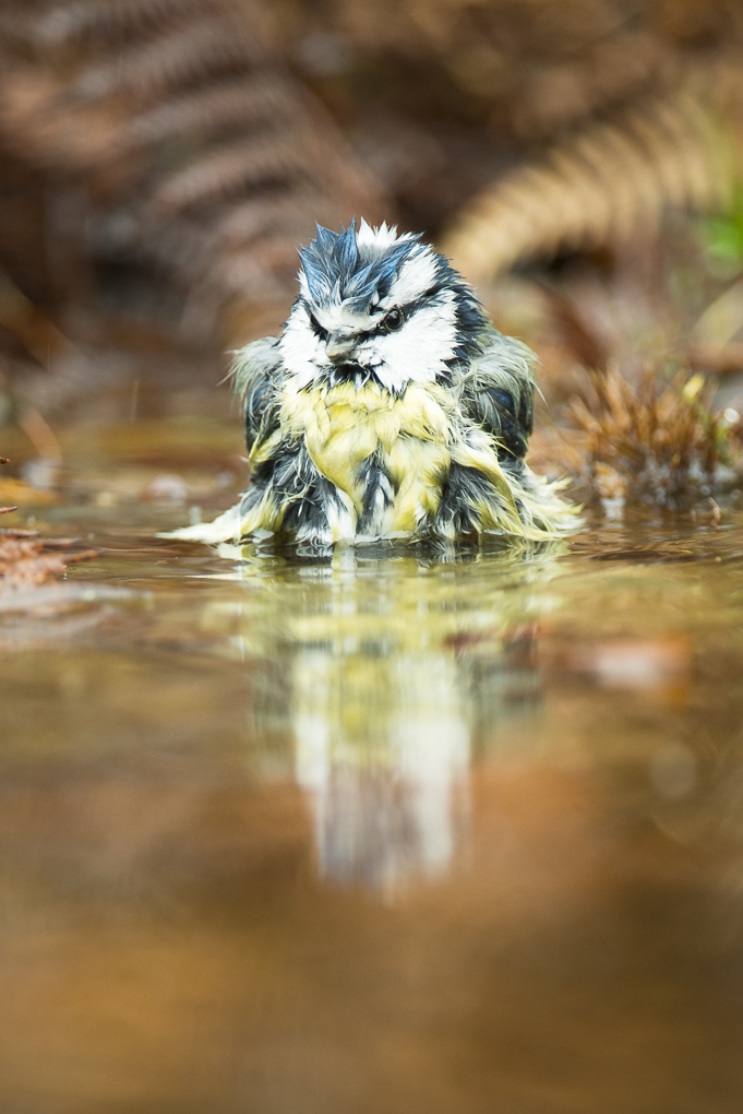 Blue tit.jpg
