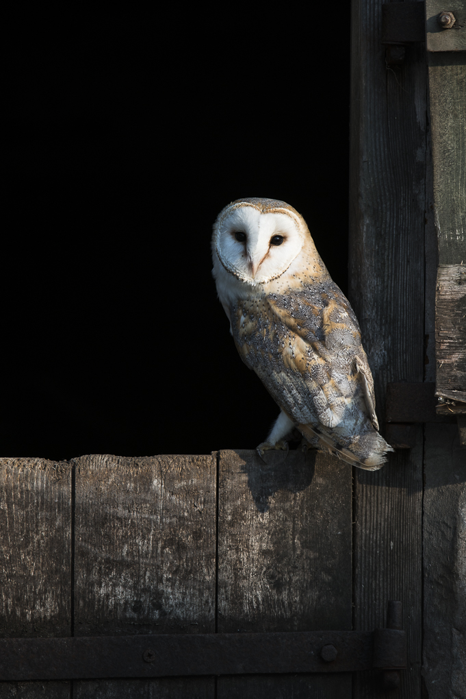 Barn owl.jpg