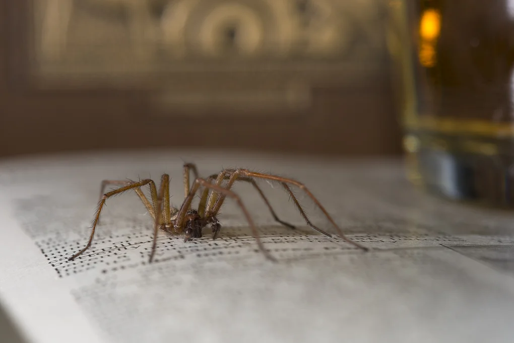 House spider.jpg
