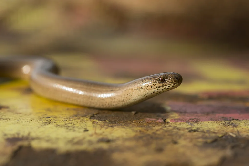 slowworm.jpg