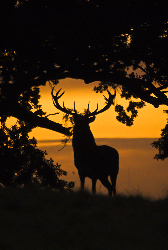 Red deer.jpg