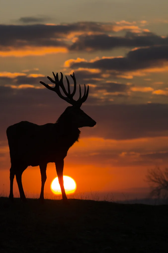 Red deer-7.jpg