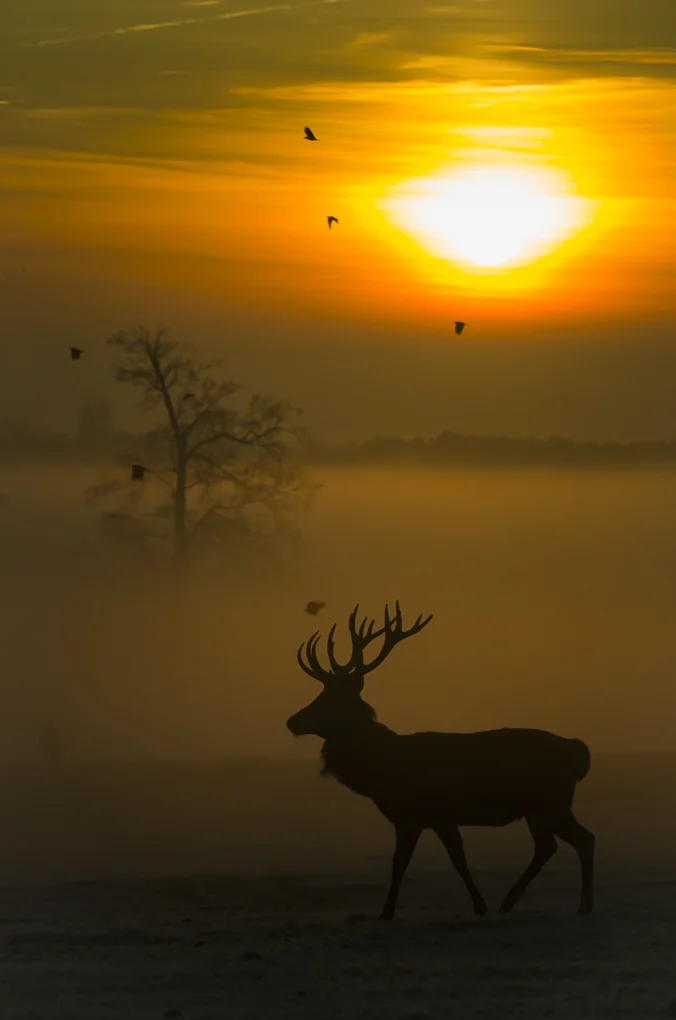 Red deer-5.jpg