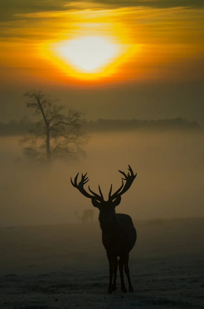 Red deer-4.jpg