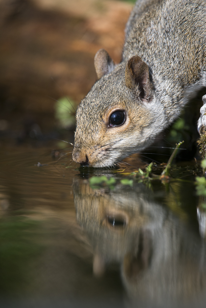 Grey squirrel.jpg