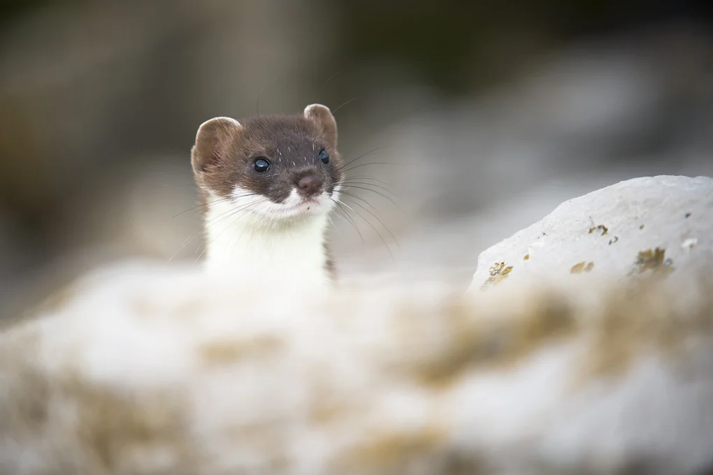 Stoat.jpg