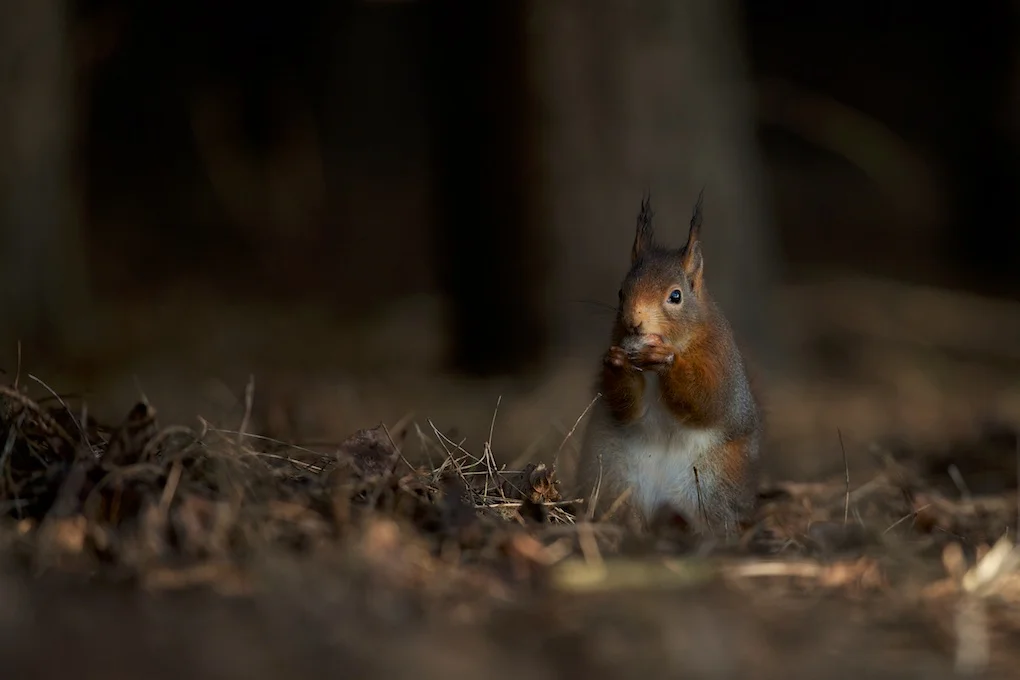 Red squirrel (1).jpg