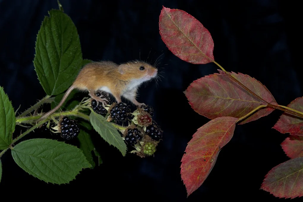 Harvest mouse (1).jpg