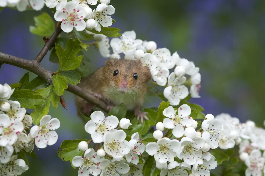 Harvest mouse (5).jpg