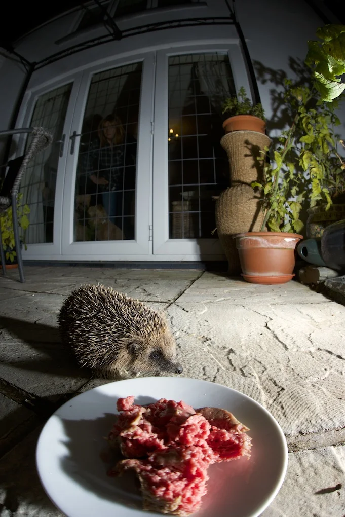 Hedgehog (1).jpg