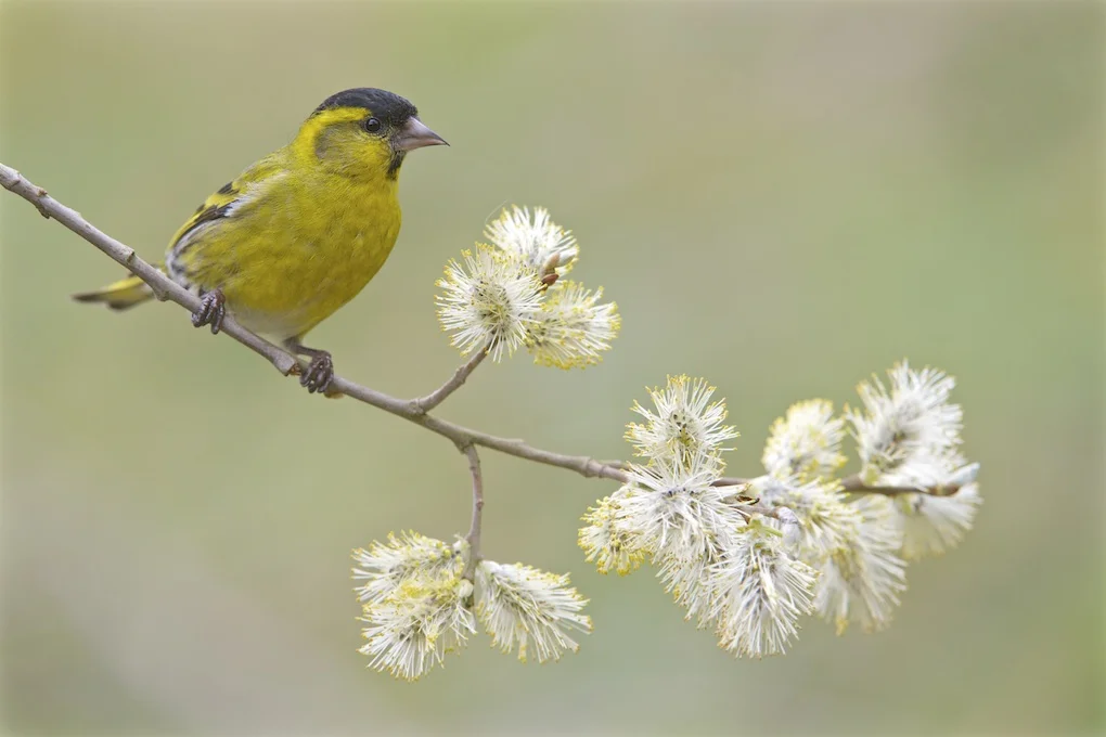 Siskin.jpg