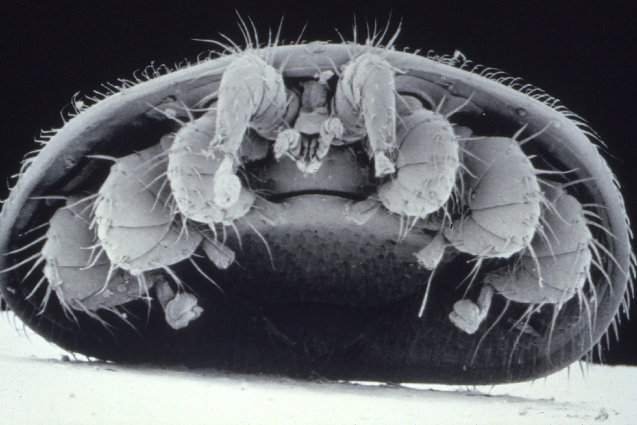 Varroa Mites 1