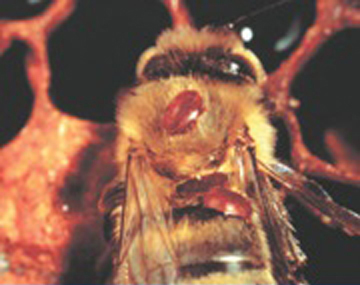 Varroa Mite