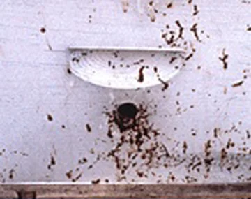 Nosema