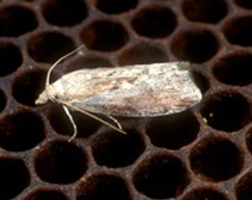 Wax moth