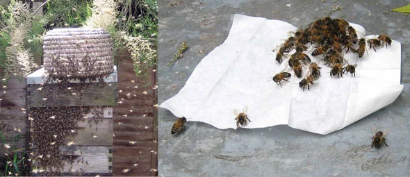 Honeybee-Swarm-Attractant-Wipe.jpg