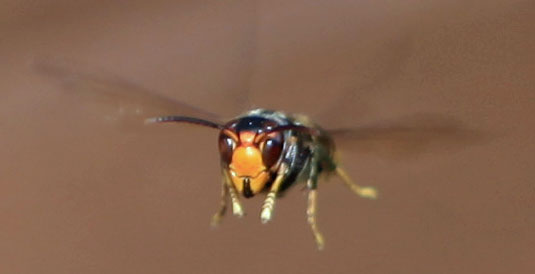 Asian Hornet