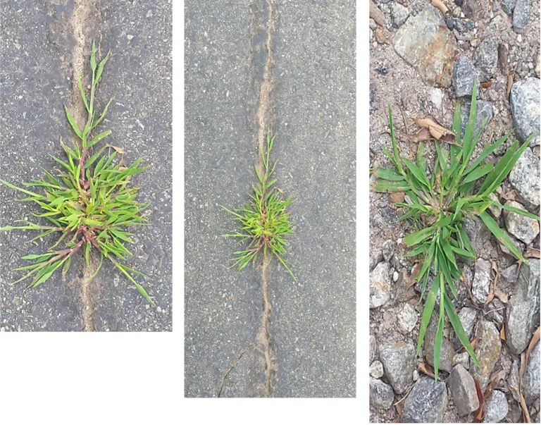 0817-weeds.jpg