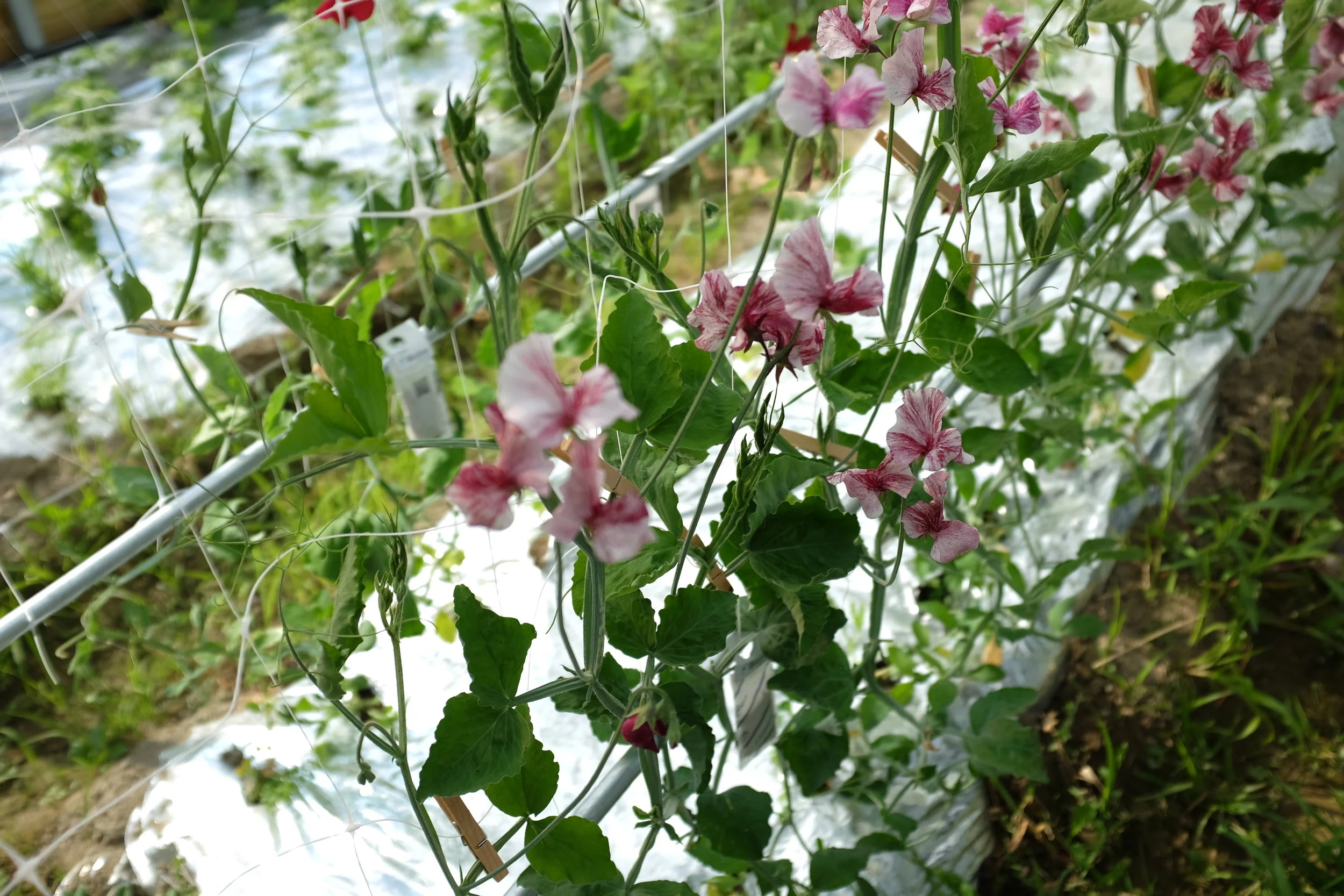 DSCF1570.jpg