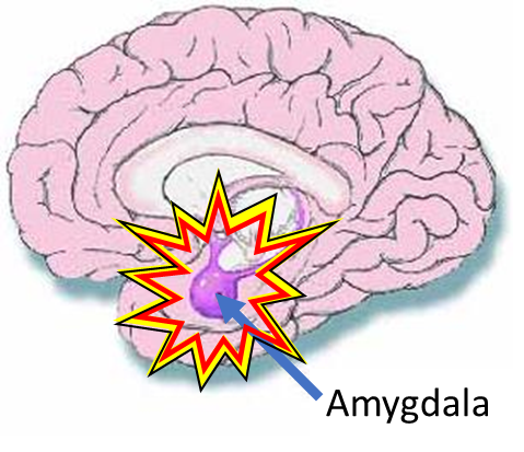 amygdala.png