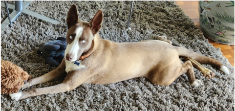 Foster a Dog: Get a Call Option on Love