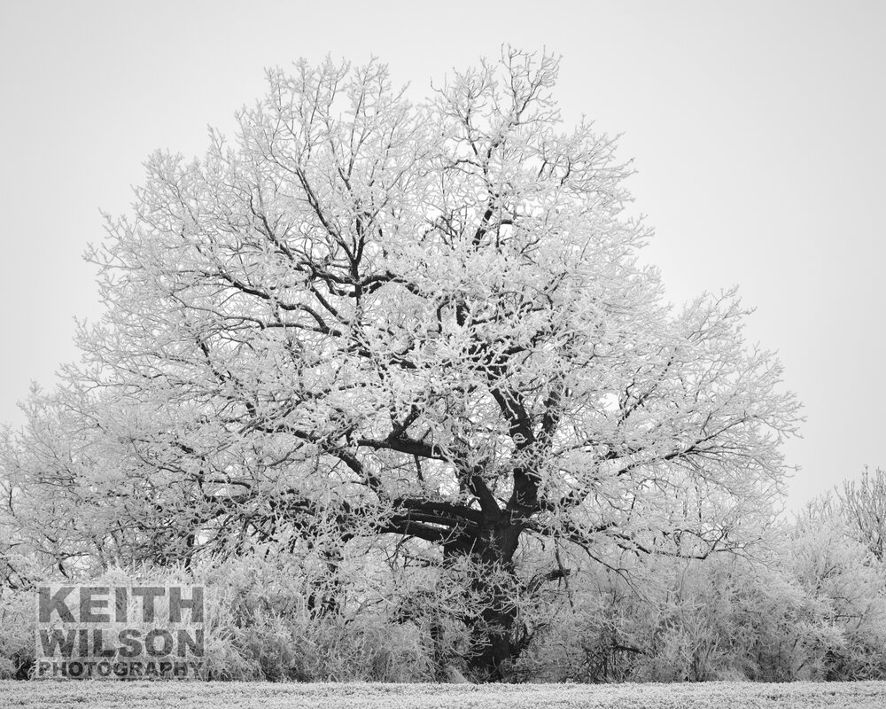 Winters Harvest