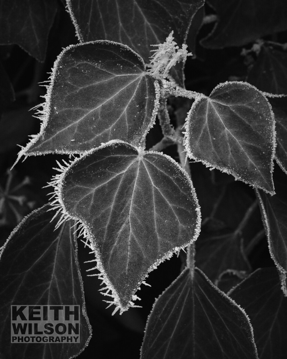 Frozen Ivy