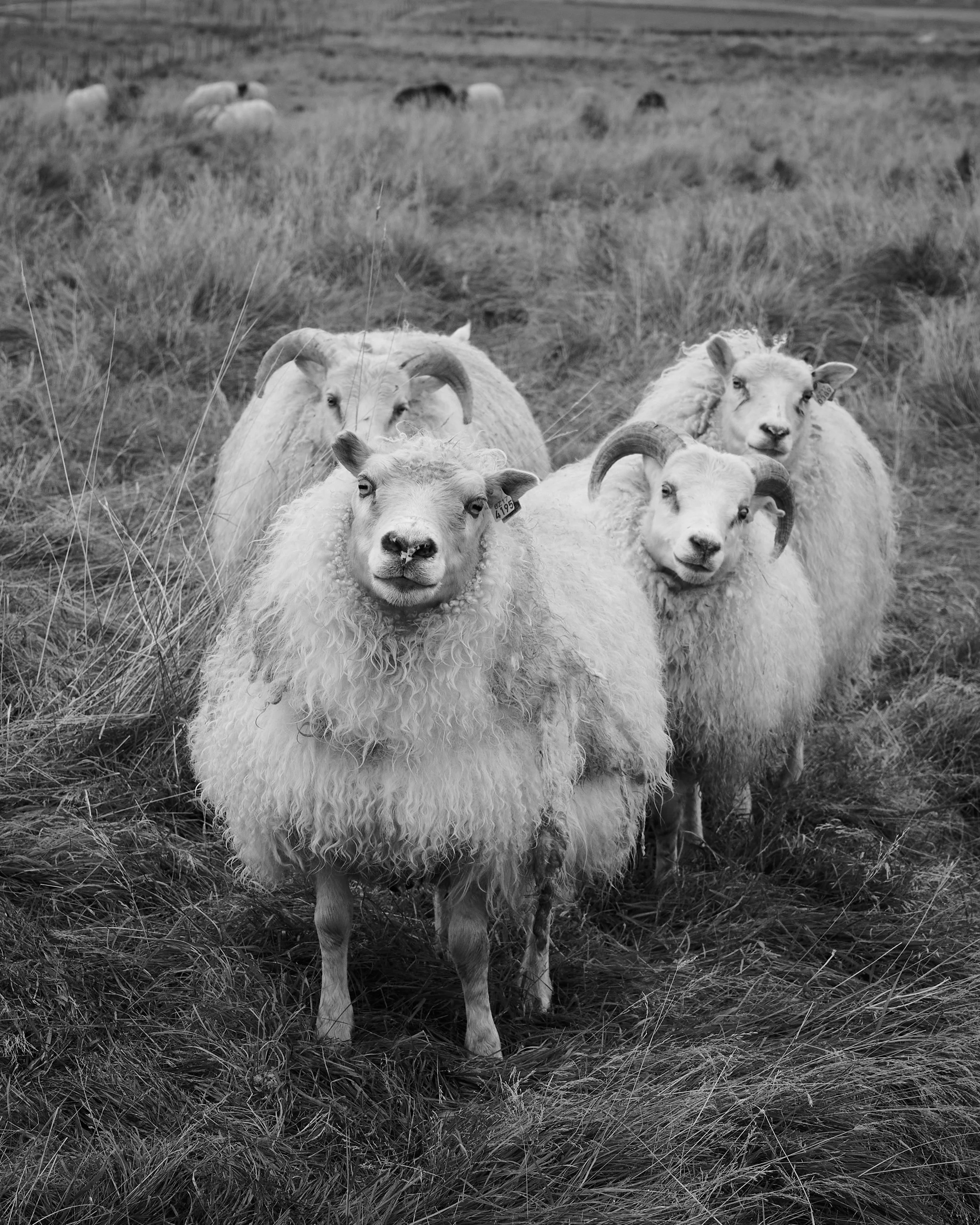  Icelandic group 