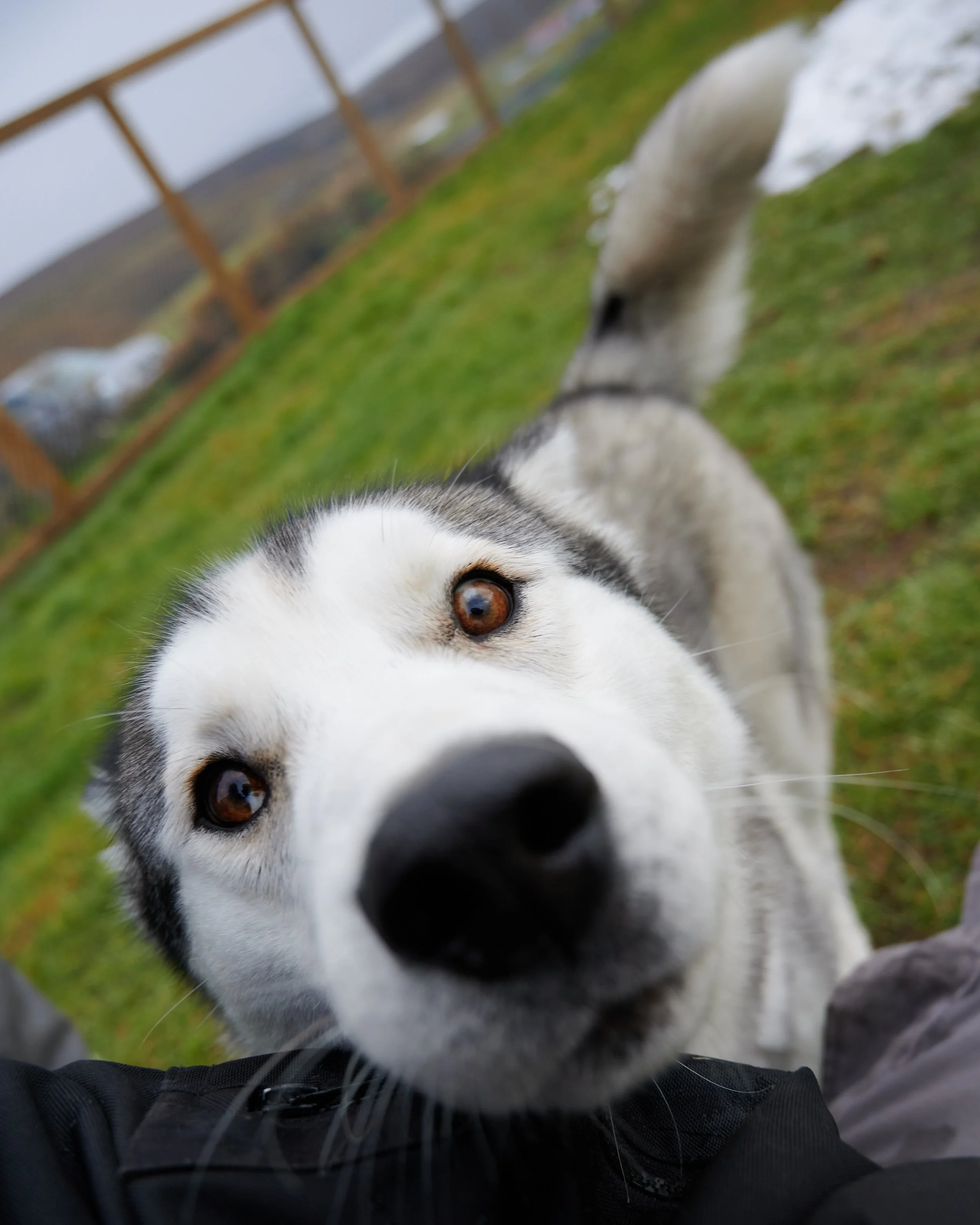 Snow Dogs