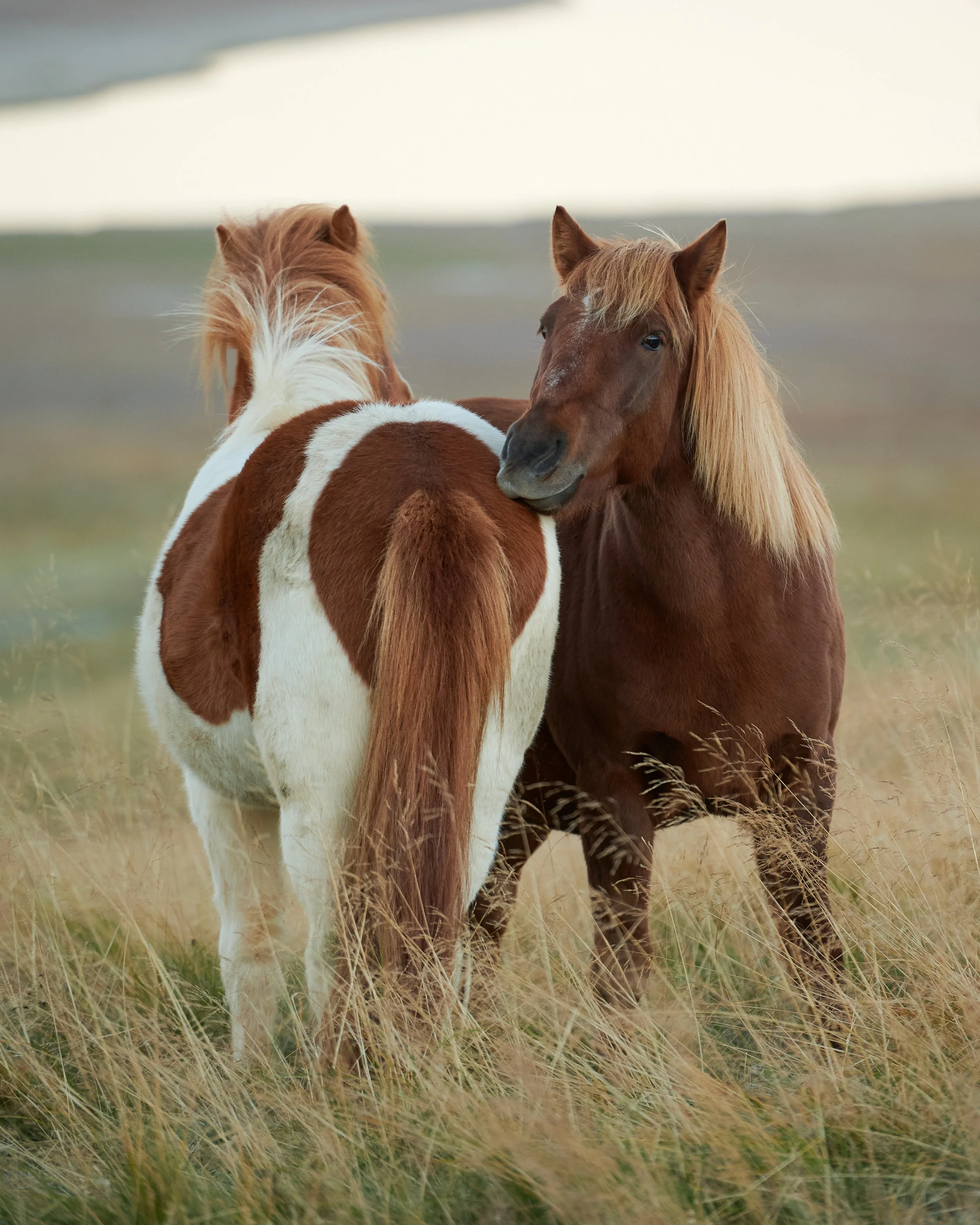 Icelandic Horses at Hofsstaðir Guesthouse