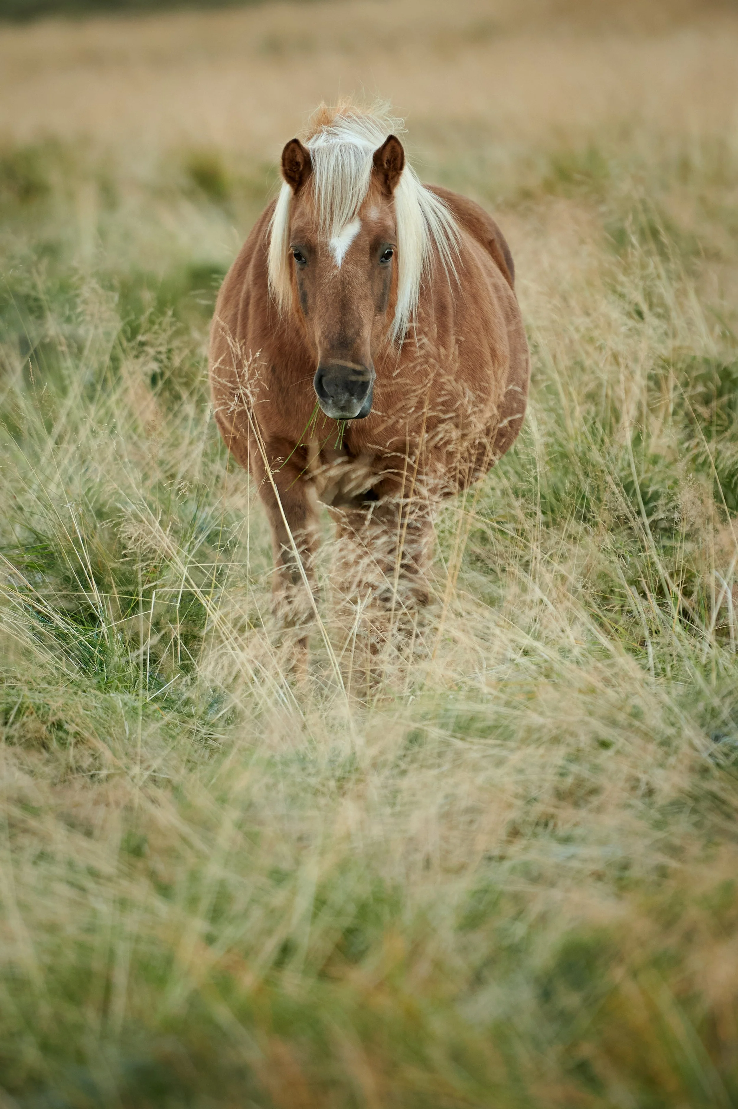  This family-run guest house's rooms include tea/coffee facilities, a patio and panoramic views of Skagafjördur Fjord. As an added bonus, the local horses greeted us in the morning. 