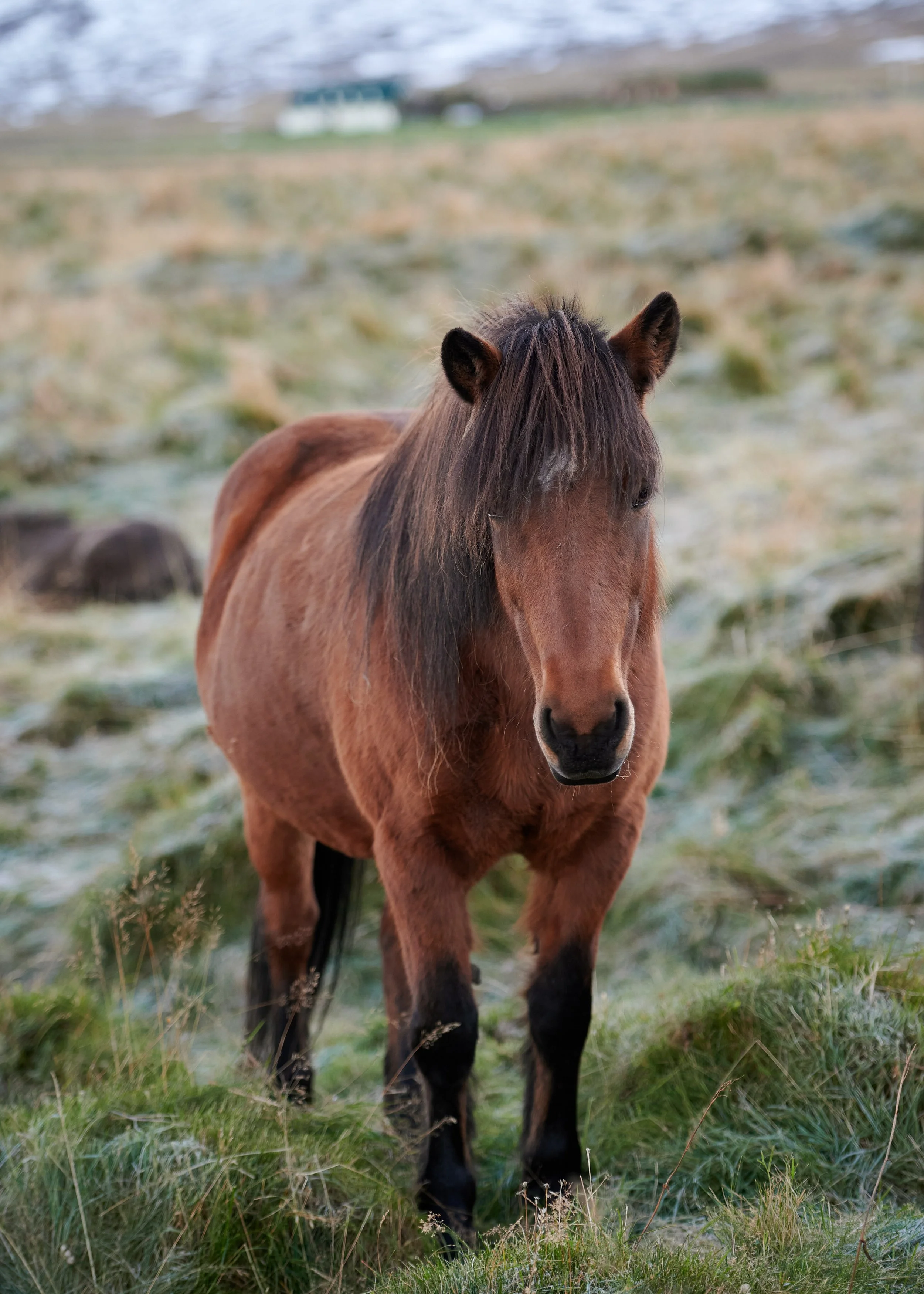  This family-run guest house's rooms include tea/coffee facilities, a patio and panoramic views of Skagafjördur Fjord. As an added bonus, the local horses greeted us in the morning. 