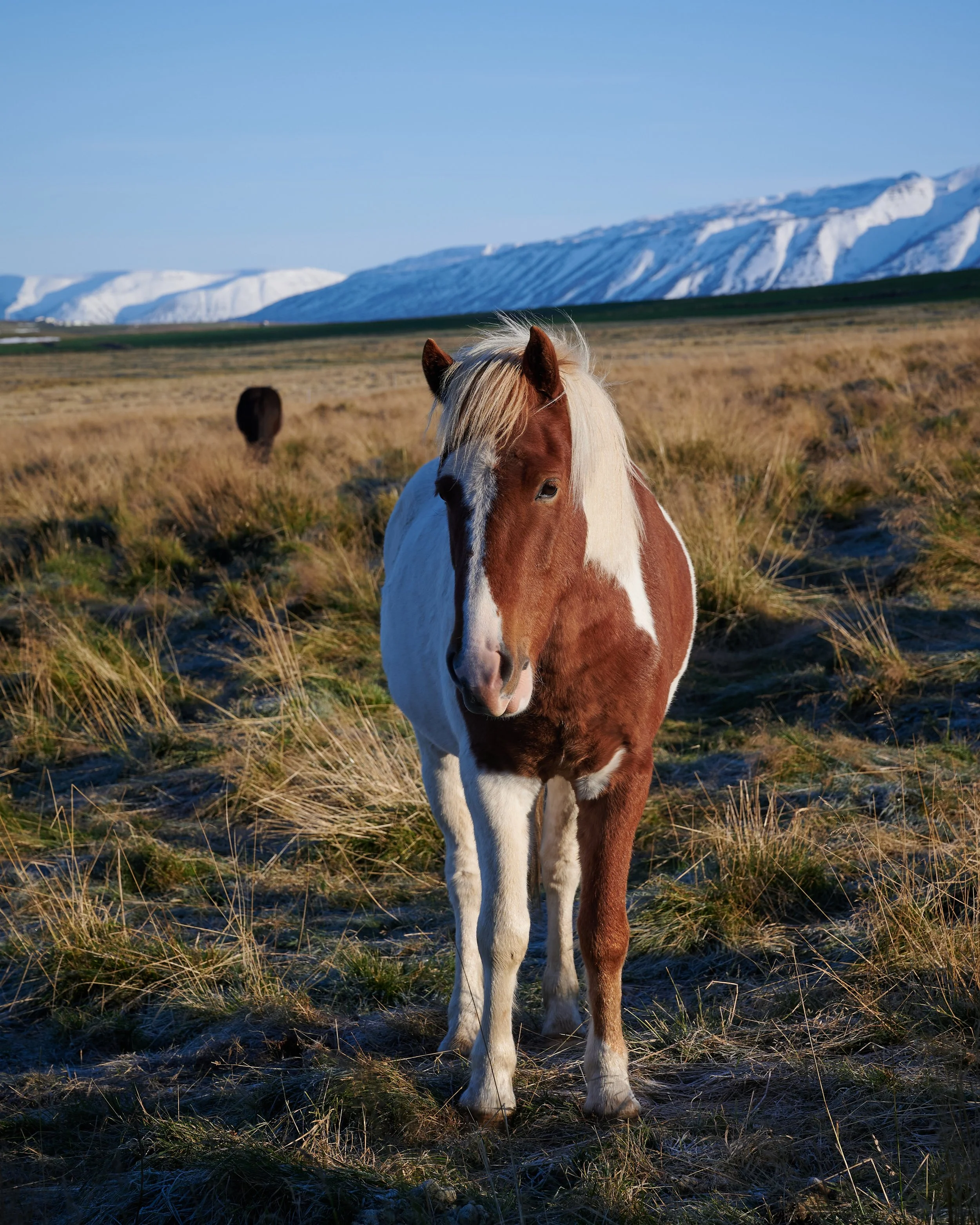  This family-run guest house's rooms include tea/coffee facilities, a patio and panoramic views of Skagafjördur Fjord. As an added bonus, the local horses greeted us in the morning. 