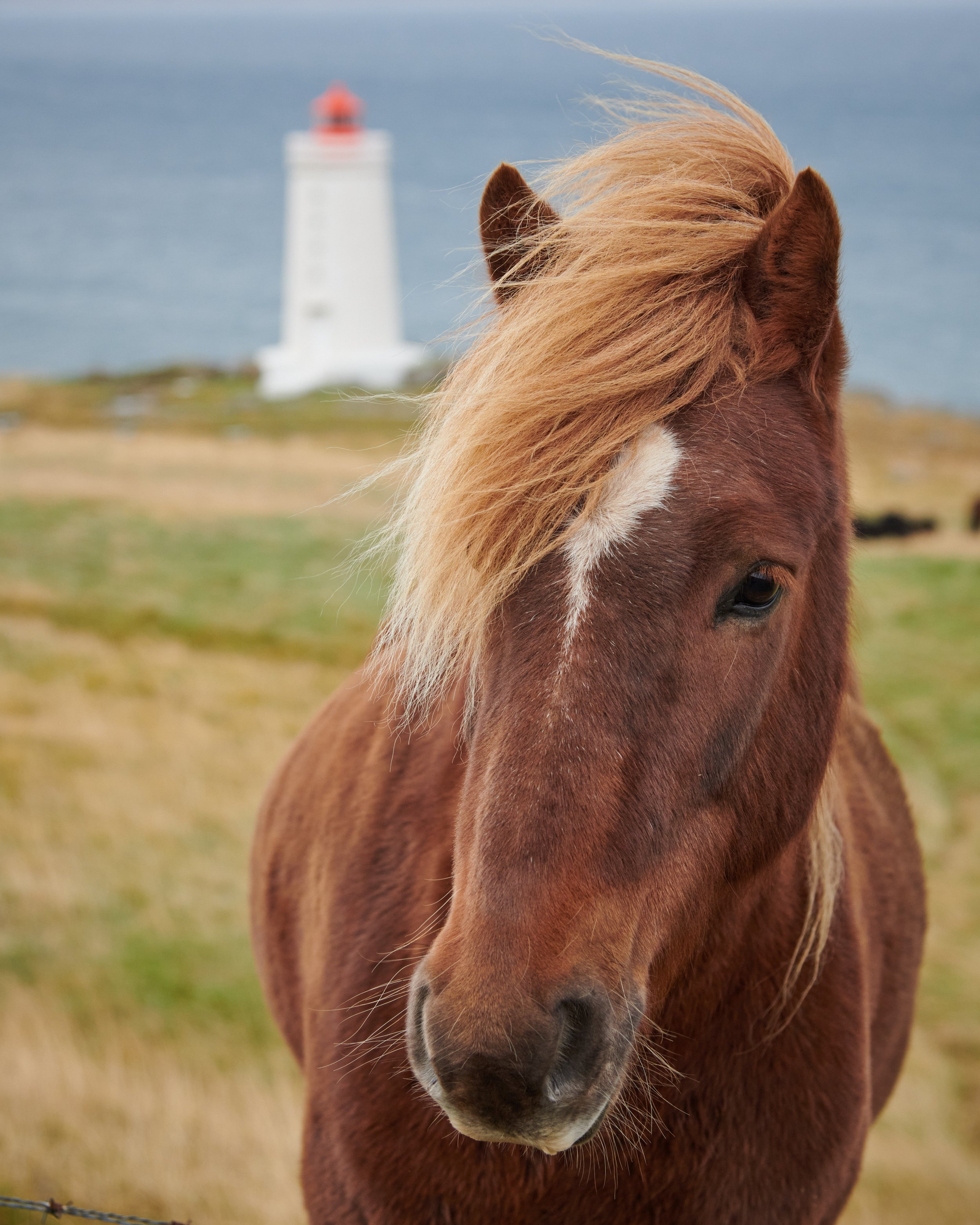 Skardsviti Lighthouse & Icelandic Horse