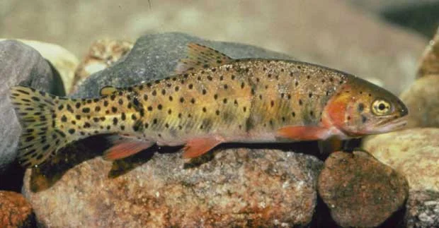 Colo_river_cutthroat_BLM.jpg