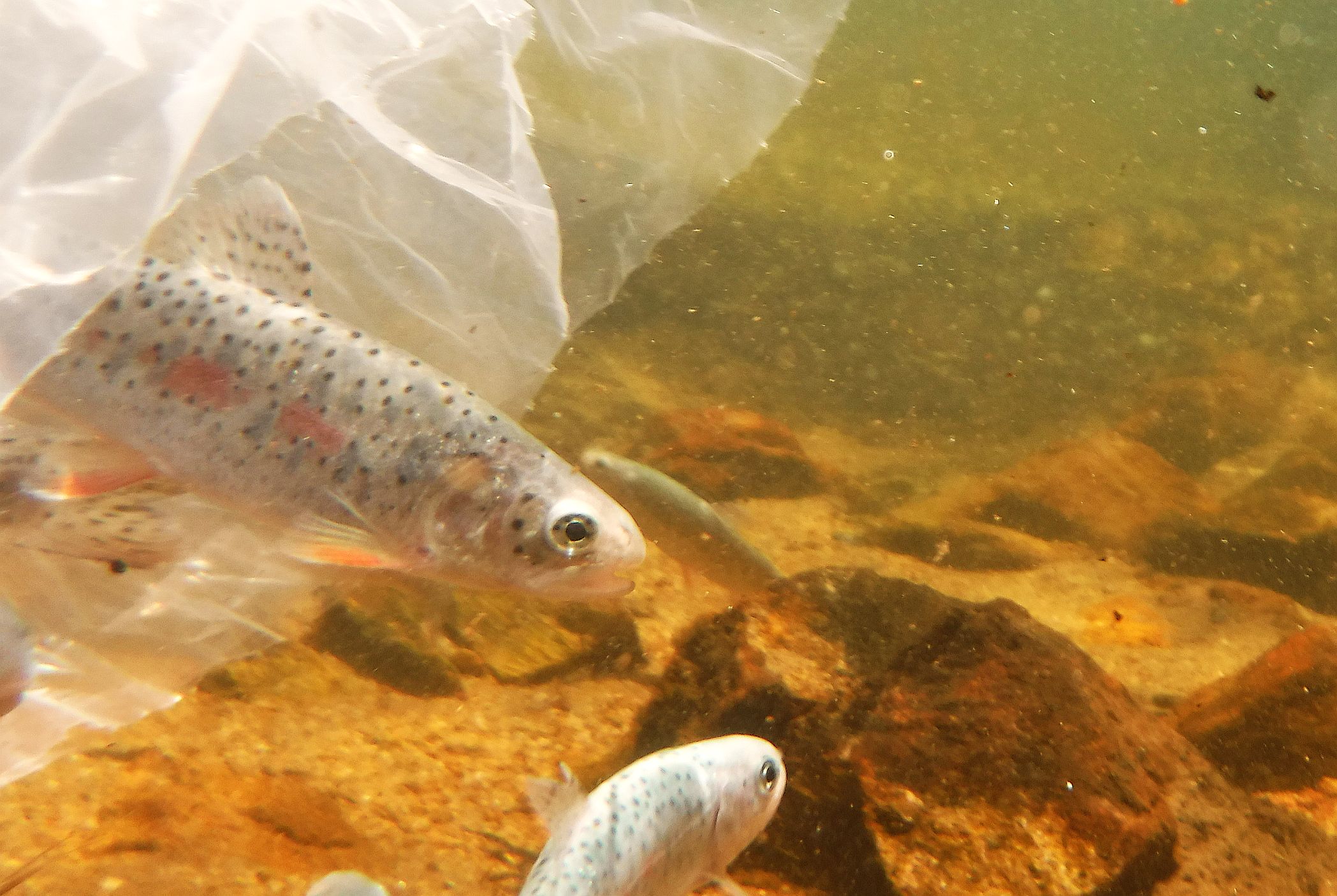  Photo Credit: Jack Bombardier, Confluence Casting 