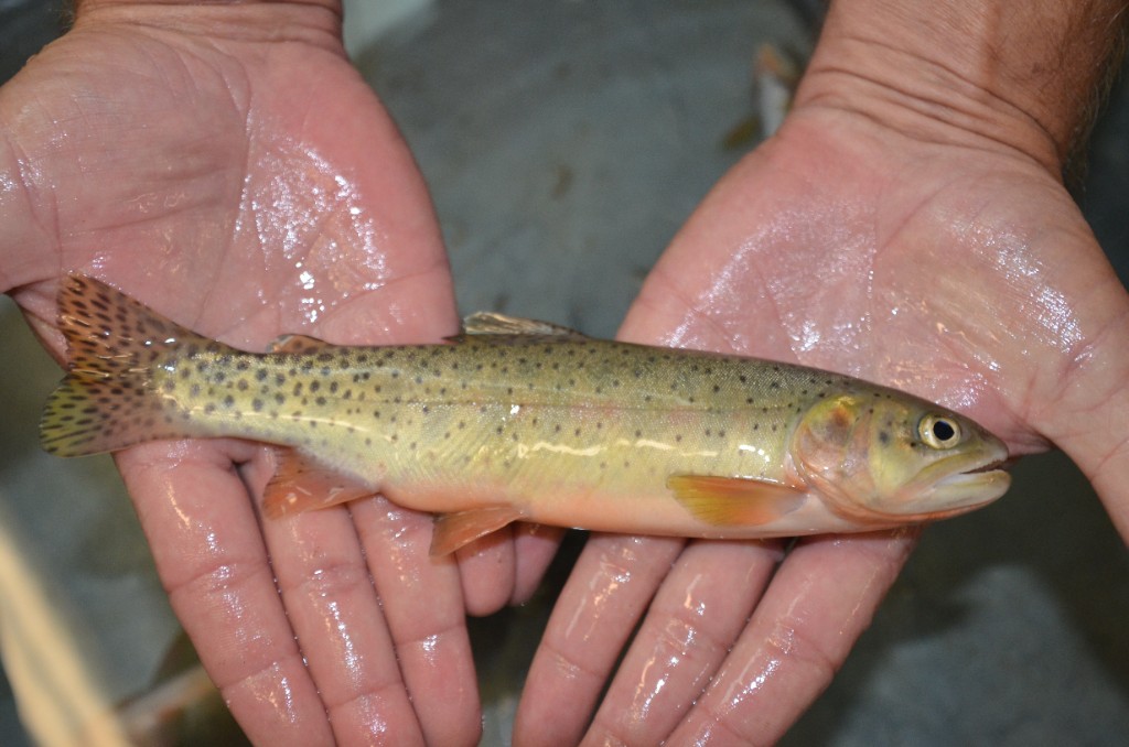 Colorado Parks and Wildlife has found cutthroat trout that are unique to the San Juan River Basin in southwest Colorado. Photo courtesy of Colorado Parks and Wildlife . 