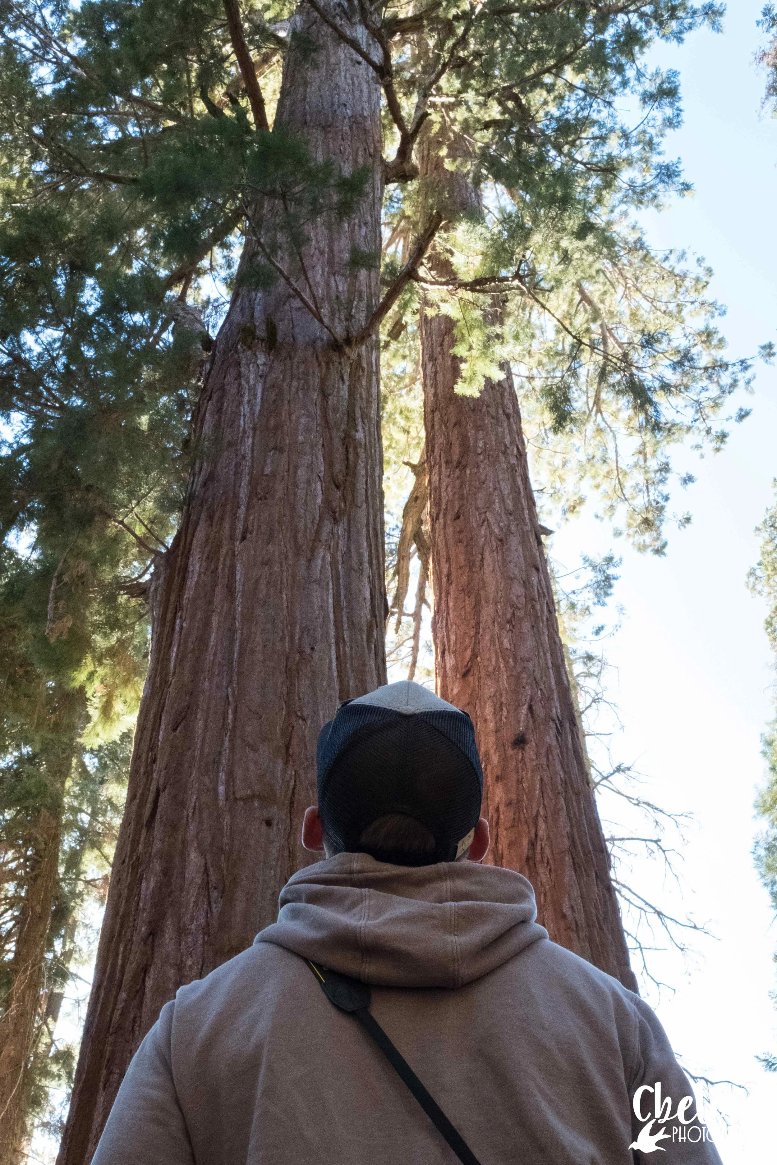 Sequoia National Park, California