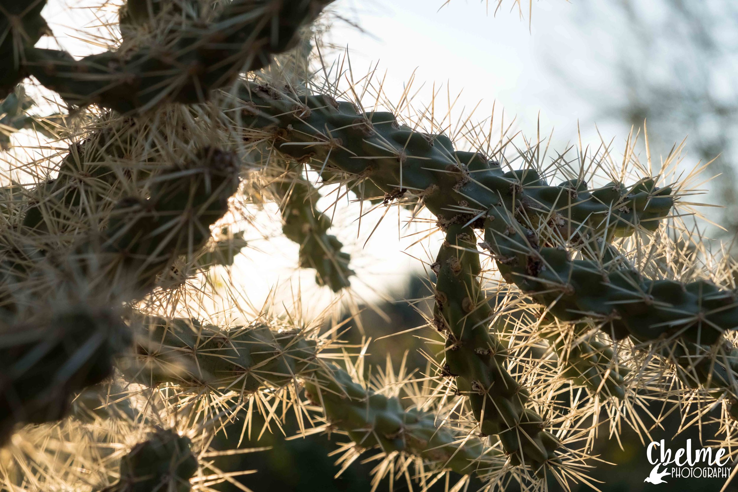  Desert Botanical Garden, Arizona 