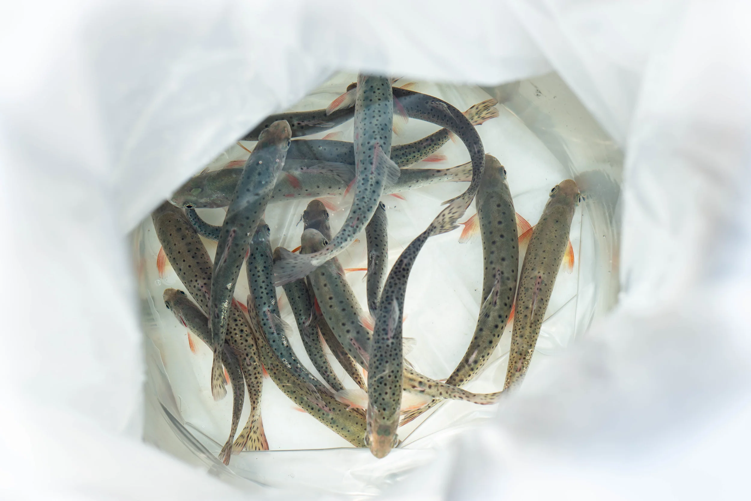 Young Greenback Cutthroat Native Trout. Photo by: Neal Bullock/2018