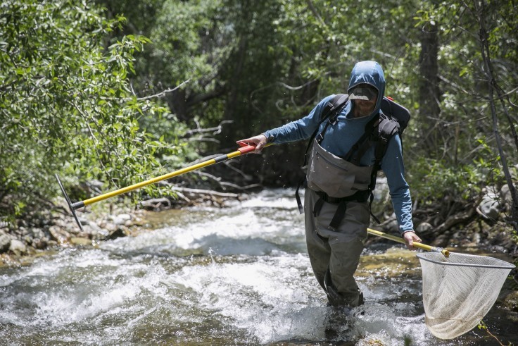 Andrew Todd electrofishing Sand Creek to see what species are present. Photo courtesy of Andrew Todd.