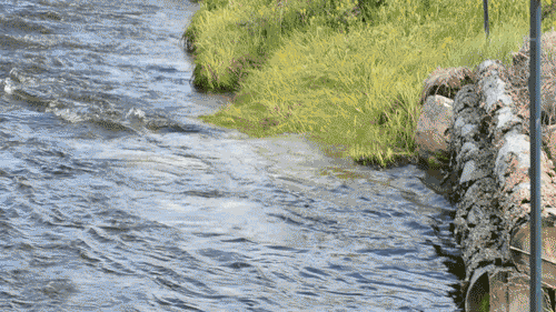DSC_0501.gif
