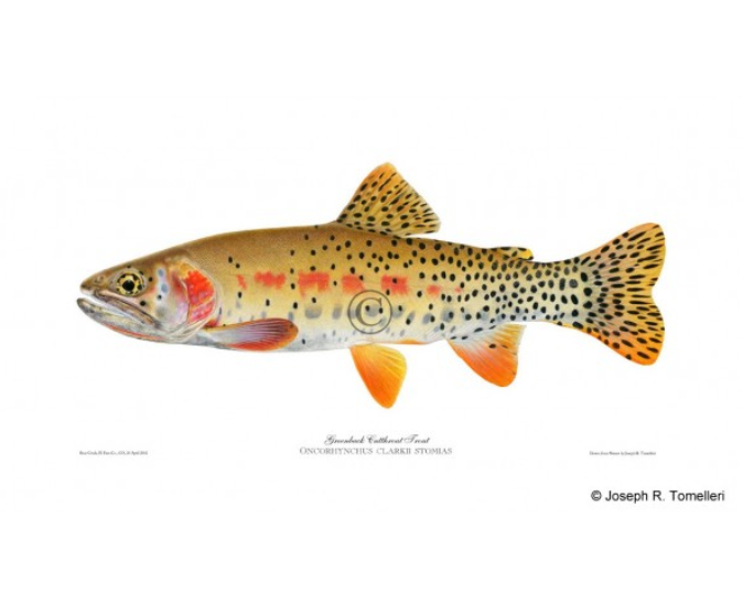 1994: Greenback cutthroat trout becomes Colorado’s official state fish.